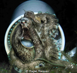 Coconut Octopus in his little plastic house. by Magali Marquez 